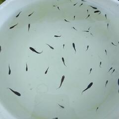 サタン×信玄針子〜稚魚30匹