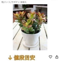 金のなる木の画像