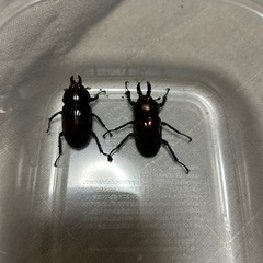 ニジイロクワガタペア　3月末羽化個体　