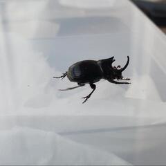 ダイコクコガネ(北海道)オスメスの2ペア（♂2匹♀2匹）WD 天然採集個体の画像