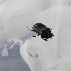 ダイコクコガネ(北海道)オスメスの2ペア（♂2匹♀2匹）WD 天然採集個体の画像