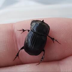 ダイコクコガネ(北海道)オスメスの2ペア（♂2匹♀2匹）WD 天然採集個体の画像