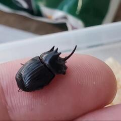 ダイコクコガネ(北海道)オスメスの2ペア（♂2匹♀2匹）WD 天然採集個体の画像