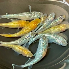 No.81メダカ（ラメ系ミックス）の画像