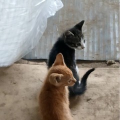 母猫（もうじき1歳）と3匹の子猫