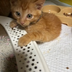 【推定生後3ヶ月弱】 茶トラ 子猫 男の子 タイガくん 元気いっぱい✨