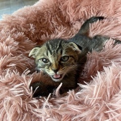 甘えん坊でしっかり者なキジトラちゃん