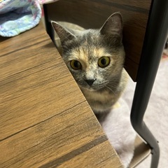 アレルギーが悪化した為、譲渡することに決めました。