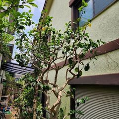 お庭のお困り事はご相談下さいね − 愛知県