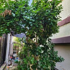 お庭のお困り事はご相談下さいね - 手伝いたい/助けたい