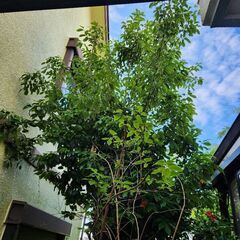 お庭のお困り事はご相談下さいね