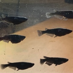 オロチメダカ卵20個プラスおまけ約10個　外飼いの画像