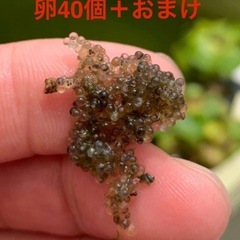 オロチメダカ卵40個プラスおまけ約10個　外飼い