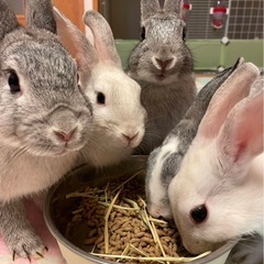うさぎの里親募集　