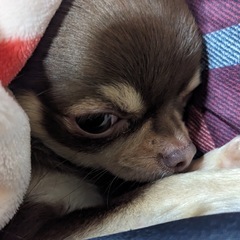 可愛いオスのチワワです