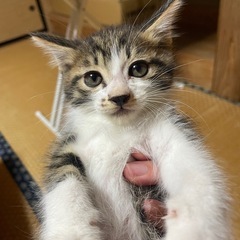 里親募集です。(仮名ネジくん)生後約1ヶ月半、オス
