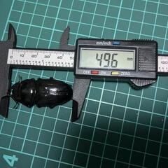 久留米市産オオクワガタペアの画像