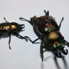 取り引き予定のため中断　訳あり青紋血統ニジイロクワガタペア　オス羽不全