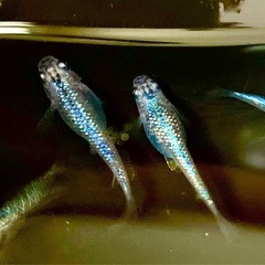 夜桜ブルーメダカ卵　20個プラス　外飼いの画像