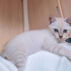 シャムMIX🐱オス