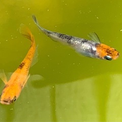 三色幹之ラメメダカ卵40個プラスおまけ約10個　外飼いの画像