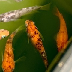 三色幹之ラメメダカ卵40個プラスおまけ約10個　外飼いの画像
