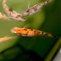 三色幹之ラメメダカ卵40個プラスおまけ約10個　外飼いの画像