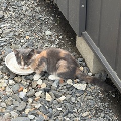 【決定しました‼️】可愛い模様の子猫（推定1か月半～2ヶ月）