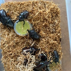 カブトムシの画像