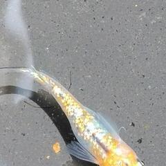 ラメ王天界針子２0匹