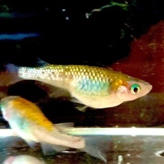 夜桜メダカゴールド系卵　20個プラスおまけ　外飼いの画像