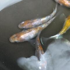 メダカ 3色斑ラメの稚魚20匹の画像