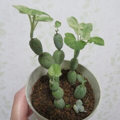 七宝樹錦の画像