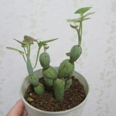 七宝樹錦の画像