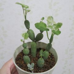 七宝樹錦の画像
