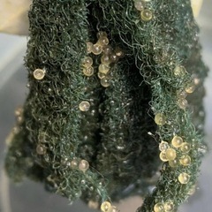 夜桜メダカゴールド系卵　20個プラスおまけ　外飼いの画像