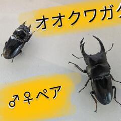 オオクワガタ ♂オス ♀メス ペア　成熟個体 ペアリングにもオス...