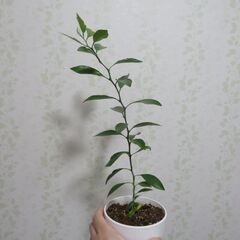 柑橘類の実生苗の画像