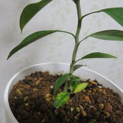 柑橘類の実生苗の画像