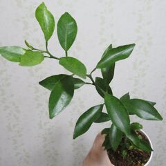 柑橘類の実生苗の画像