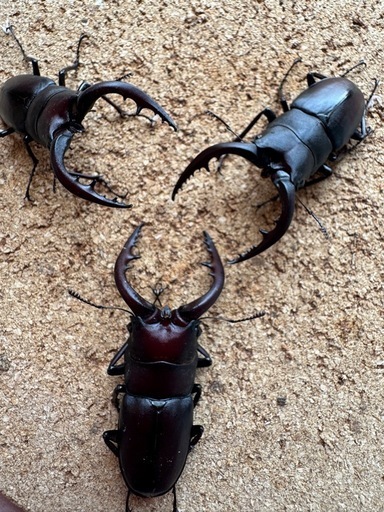 三重県産ノコギリクワガタ大型60㎜UP ♂3頭 (10daken) 菰野の