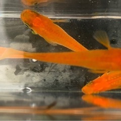 楊貴妃メダカ卵30個プラスおまけ　外飼いの画像