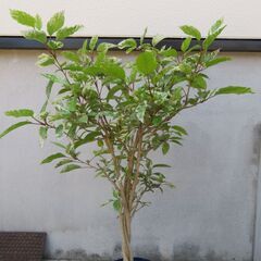 ハイビスカス　スノーフレークの画像