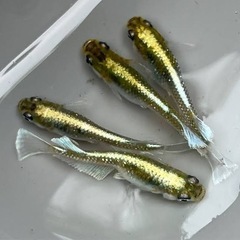 エメキンメダカ　針子6匹