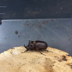 クリイロムナクボサイカブトオス単の画像