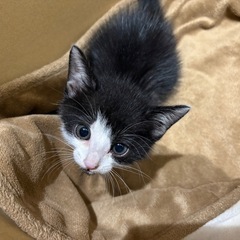 子猫　生後3〜4週(推定)