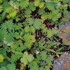無料でおじぎ草の苗をさしあげますの画像