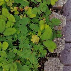 無料でおじぎ草の苗をさしあげますの画像