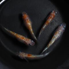 【決まりました】王華 メダカの卵 20個＋α(保証分) めだか たまご 紅白メダカ ラメの画像