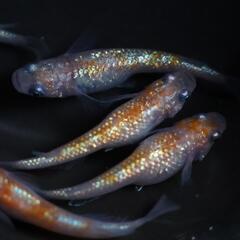 【決まりました】王華 メダカの卵 20個＋α(保証分) めだか たまご 紅白メダカ ラメの画像